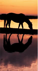 Sunset with Horse